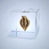 Sola Cube Tiger’s Claw Decor - Natural Seed Pod Display