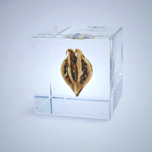 Sola Cube Tiger’s Claw Decor - Natural Seed Pod Display