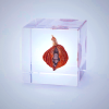 Sola Cube Shell Ginger Decor - Handcrafted Acrylic Resin Desk Ornament