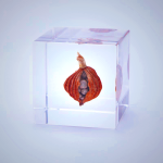 Sola Cube Shell Ginger Decor - Handcrafted Acrylic Resin Desk Ornament