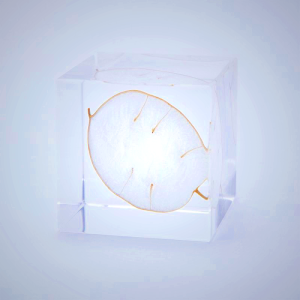 Sola Cube Lunaria Annua - Kyoto Handmade Desk Decor