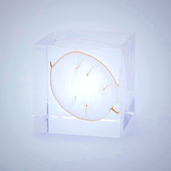 Sola Cube Lunaria Annua - Kyoto Handmade Desk Decor