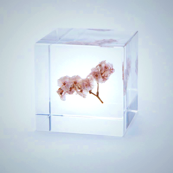 Sola Cube - Sea Lavender Decor | Handcrafted Acrylic Floral Display
