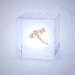 Sola Cube Rice Flower - Preserved Botanical Decor