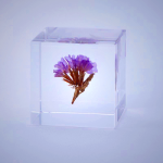 Sola Cube Statice - Preserved Flower Display