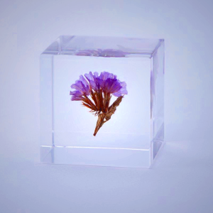 Sola Cube Statice - Preserved Flower Display