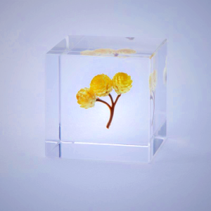 Sola Cube Immortelle - Preserved Nature Decor