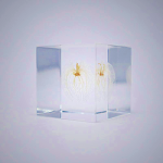 Sola Cube - Apple of Peru Decorative Art