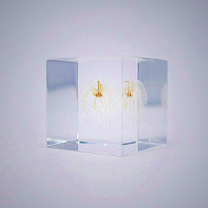 Sola Cube - Apple of Peru Decorative Art