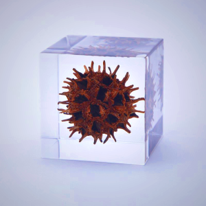 Sola Cube - American Sweetgum Leaf in Acrylic Resin