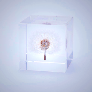 Sola Cube - Dandelion Seed in Acrylic Resin | Kyoto Handmade