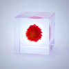 Sola Cube Globe Amaranth Decor - Kyoto Crafted Acrylic Flower Display