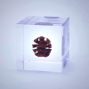 Sola Cube Dawn Redwood Living Fossil Decor