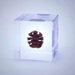 Sola Cube Dawn Redwood Living Fossil Decor