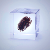 Sola Cube - Nogurumi Walnut Decor