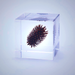 Sola Cube - Nogurumi Walnut Decor