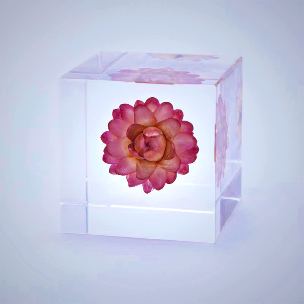 Sola Cube Strawflower Decor - Preserved Nature Display