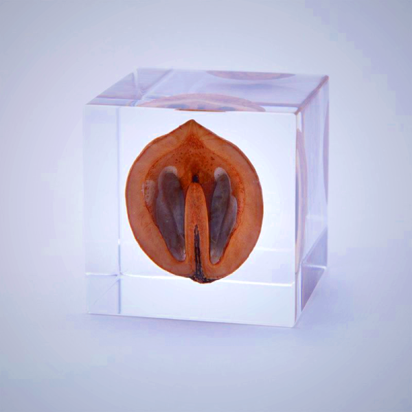 Sola Cube Japanese Walnut Decor - Handcrafted Kyoto Acrylic Desk Ornament