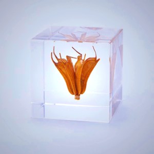 Sola Cube - Yellow Fennel Flower Decor