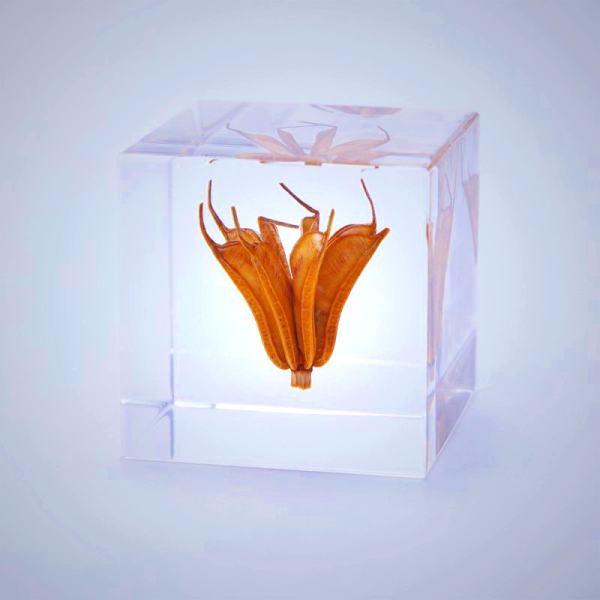 Sola Cube - Yellow Fennel Flower Decor