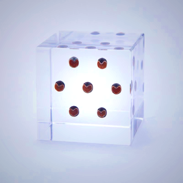 Sola Cube Balloon Plant Decor - Preserved Nature Display