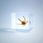 Sola Cube Sea Holly Decor - Preserved Plant in Acrylic Resin