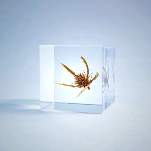 Sola Cube Sea Holly Decor - Preserved Plant in Acrylic Resin